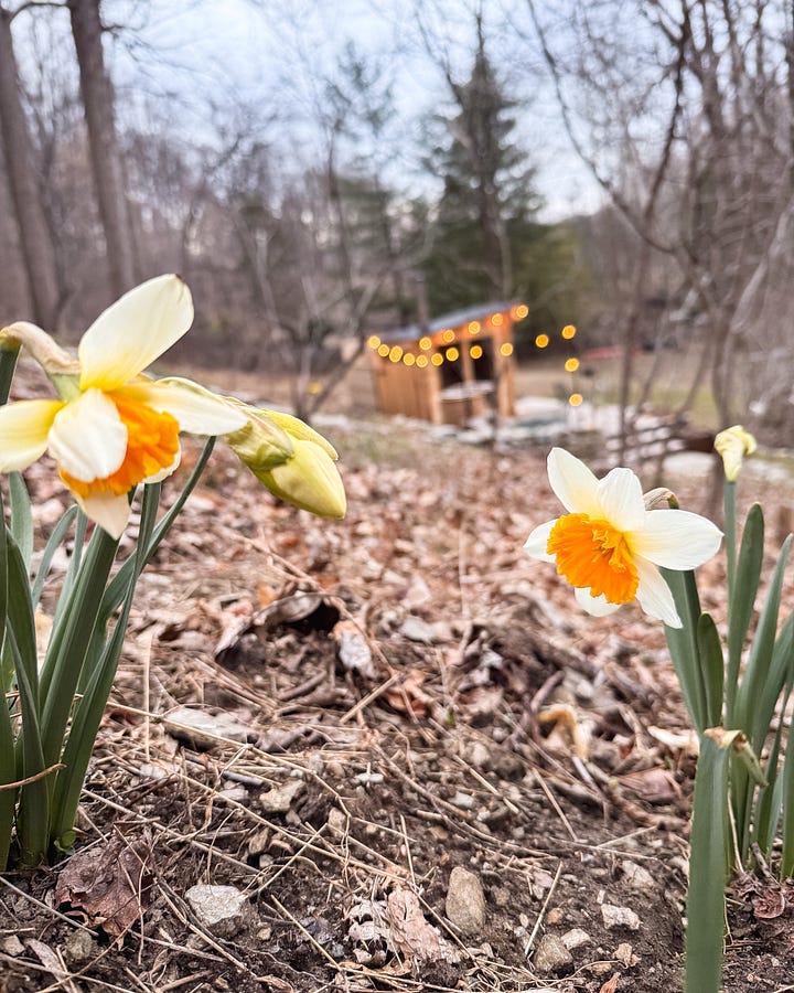 Daffodils