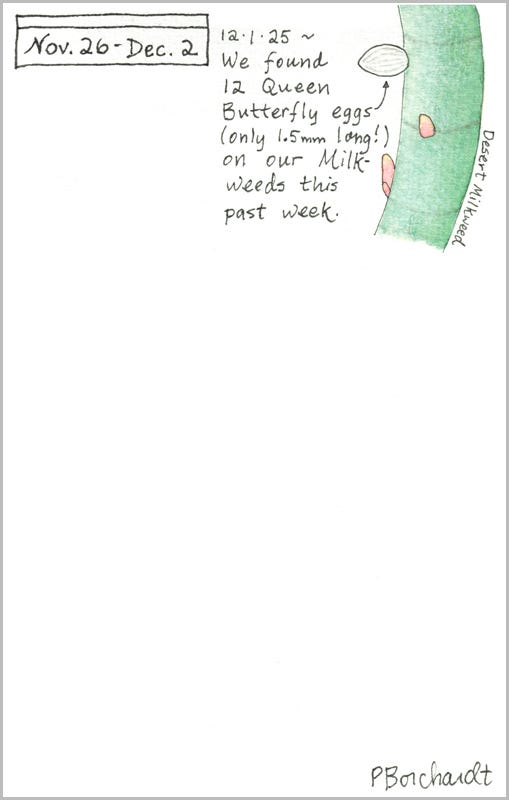Perpetual Journal, week of Nov. 26 - Dec. 2: Queen Butterfly egg on Desert Milkweed (2025)