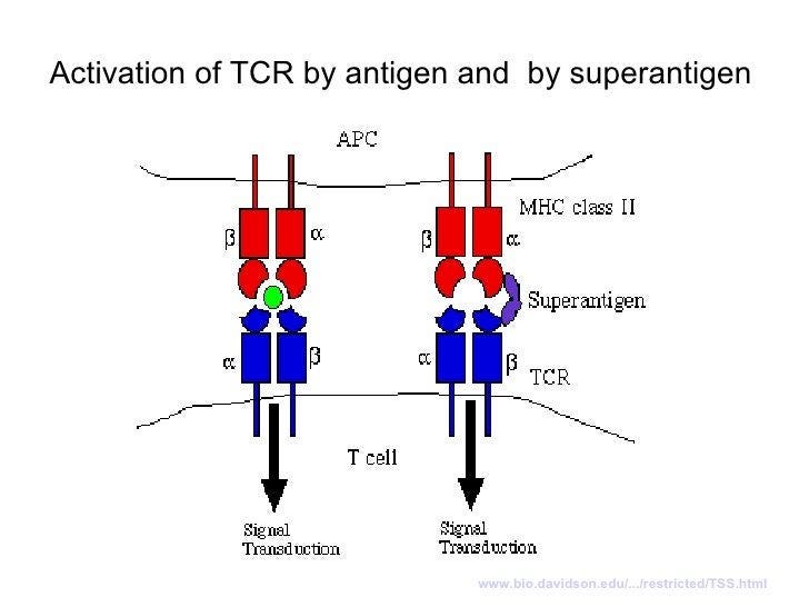 Immunology vii hla_regulation Immunology vii hla_regulation