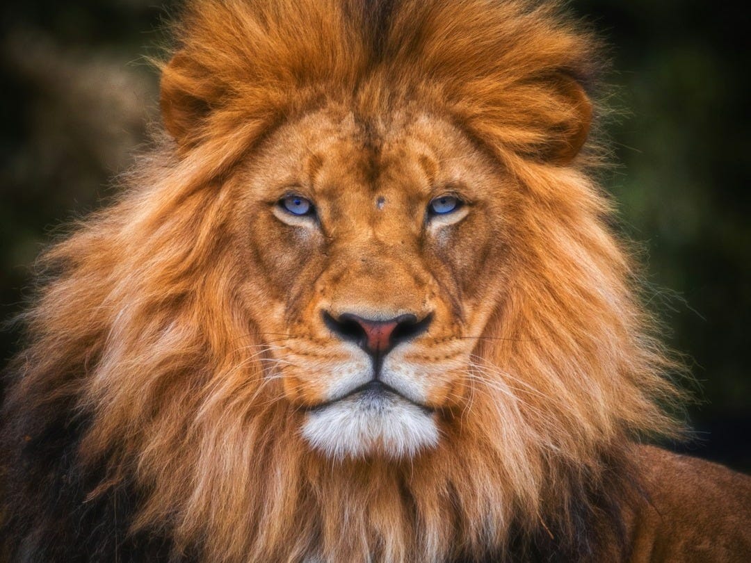 brown lion lying on ground brown lion lying on ground