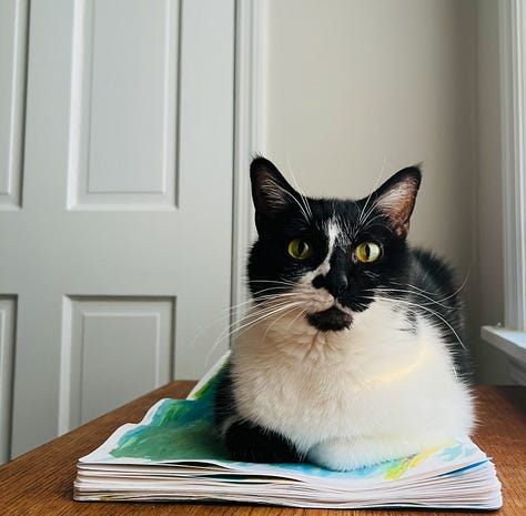 photos of beth spencers cats, sean, merv, and harmony