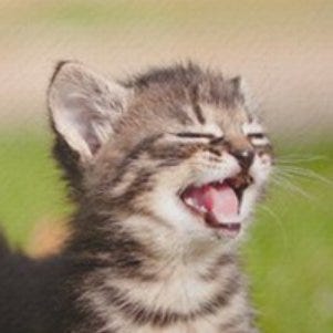 Kitten's avatar