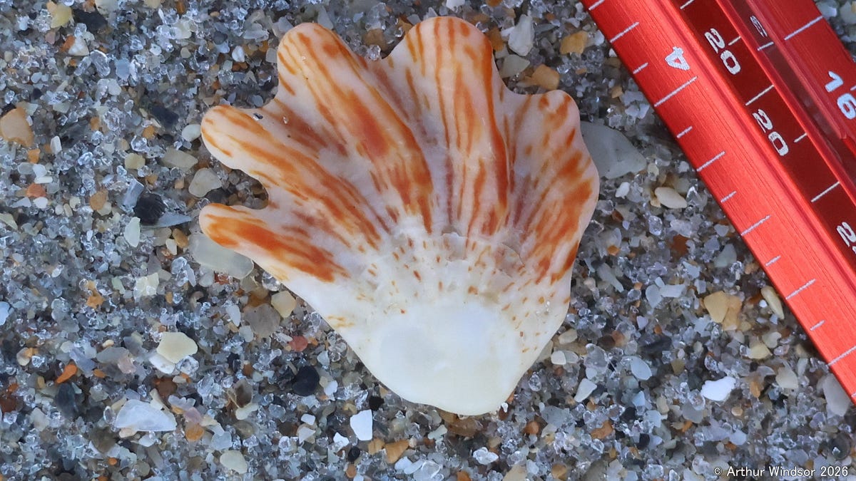 Best Weather & Tides for Shelling - by Arthur Windsor
