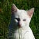 The Cats of Marigold Farm