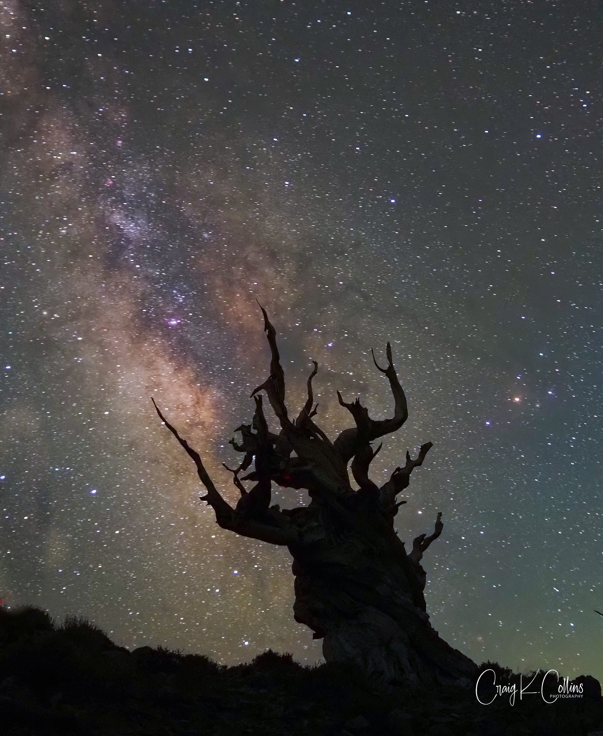 This Sentinel, and ancient bristlecone pine atop the White Mountains of Eastern California, though dead for over five centuries, dances with the Milky Way. (Photo: ©Craig K. Collins)