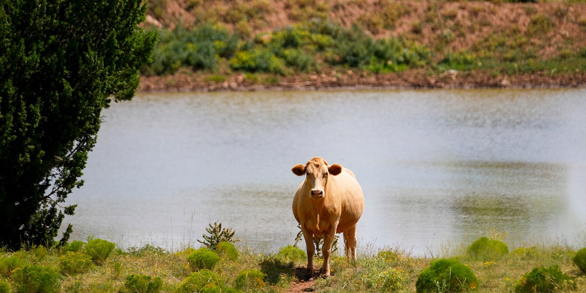 Do we need to break up Big Beef?