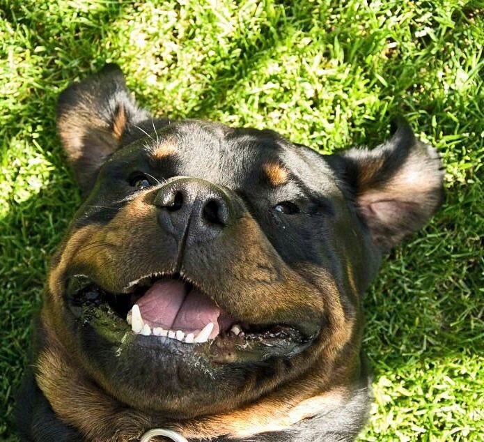 This may contain: a close up of a dog laying in the grass with its mouth open and tongue out