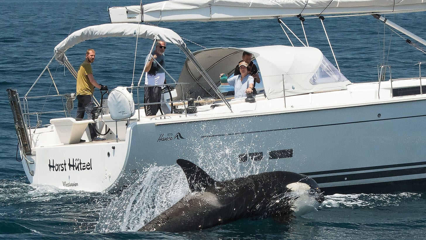 Orque en train de se frotter à un voilier