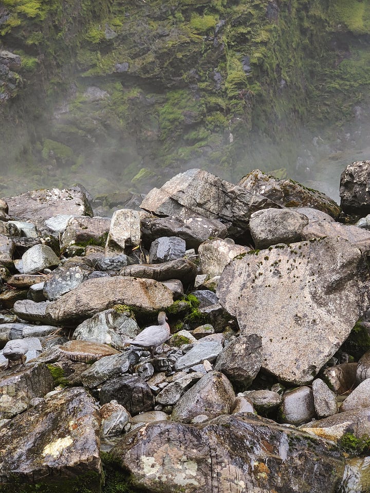 Kōwhiowhio, NZ's rare blue duck, at Sutherland Falls