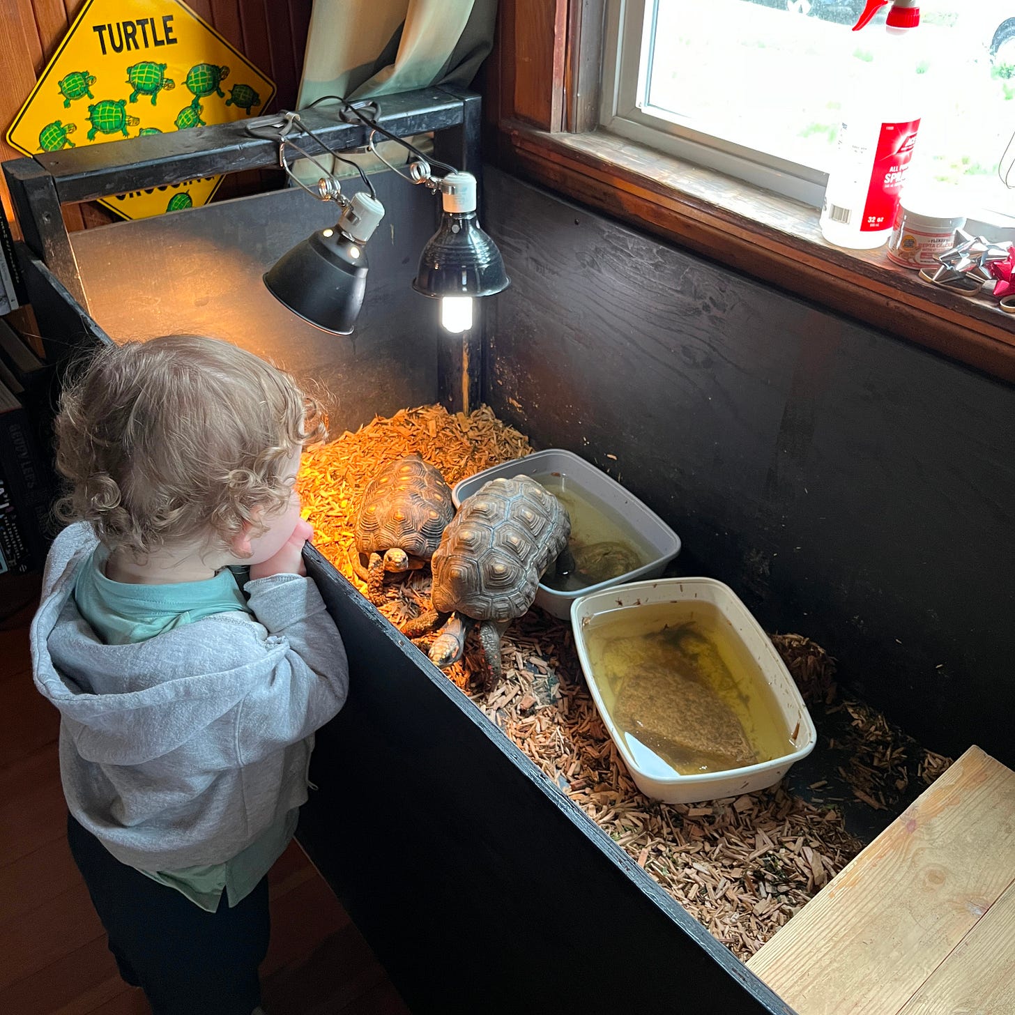 A toddler stands peering over the edge of an enclosure holding two red-footed tortoises.