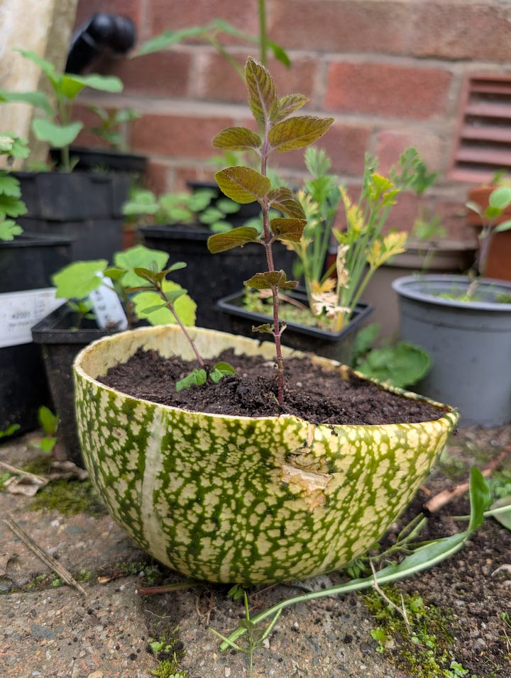 Chocolate Mint planted in a Sharkfin Melon Plant Pot