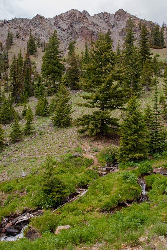 Craggy bare mountain in gray and red stone over a sparse hillside of conifers and bunchgrasses,before a lush creek dotted with wildflowers and hunks of weathered logs and boulders 