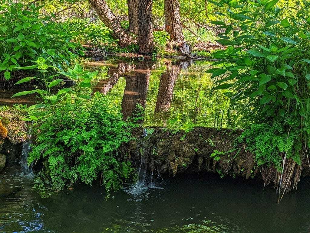 Gorman Springs 2