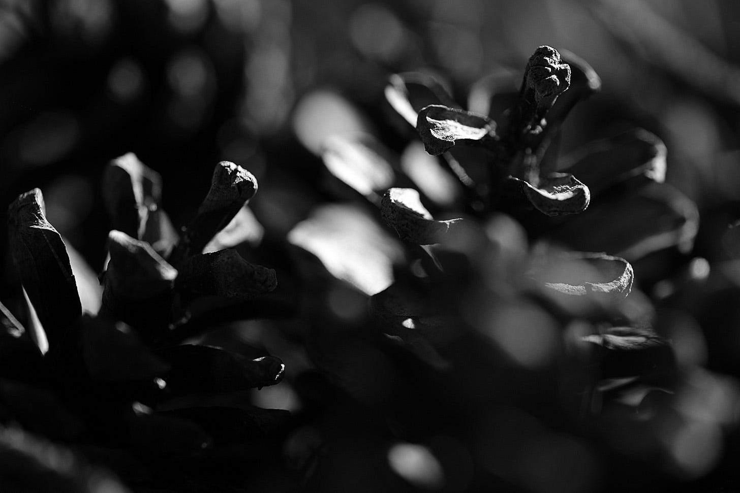 Pine cones, drily brittle, crunch underfoot