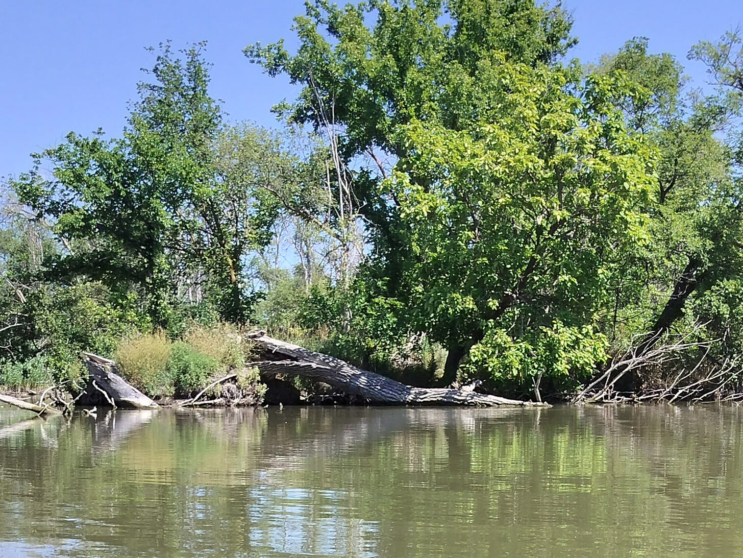 A dead tree along a tree, toppled into the water