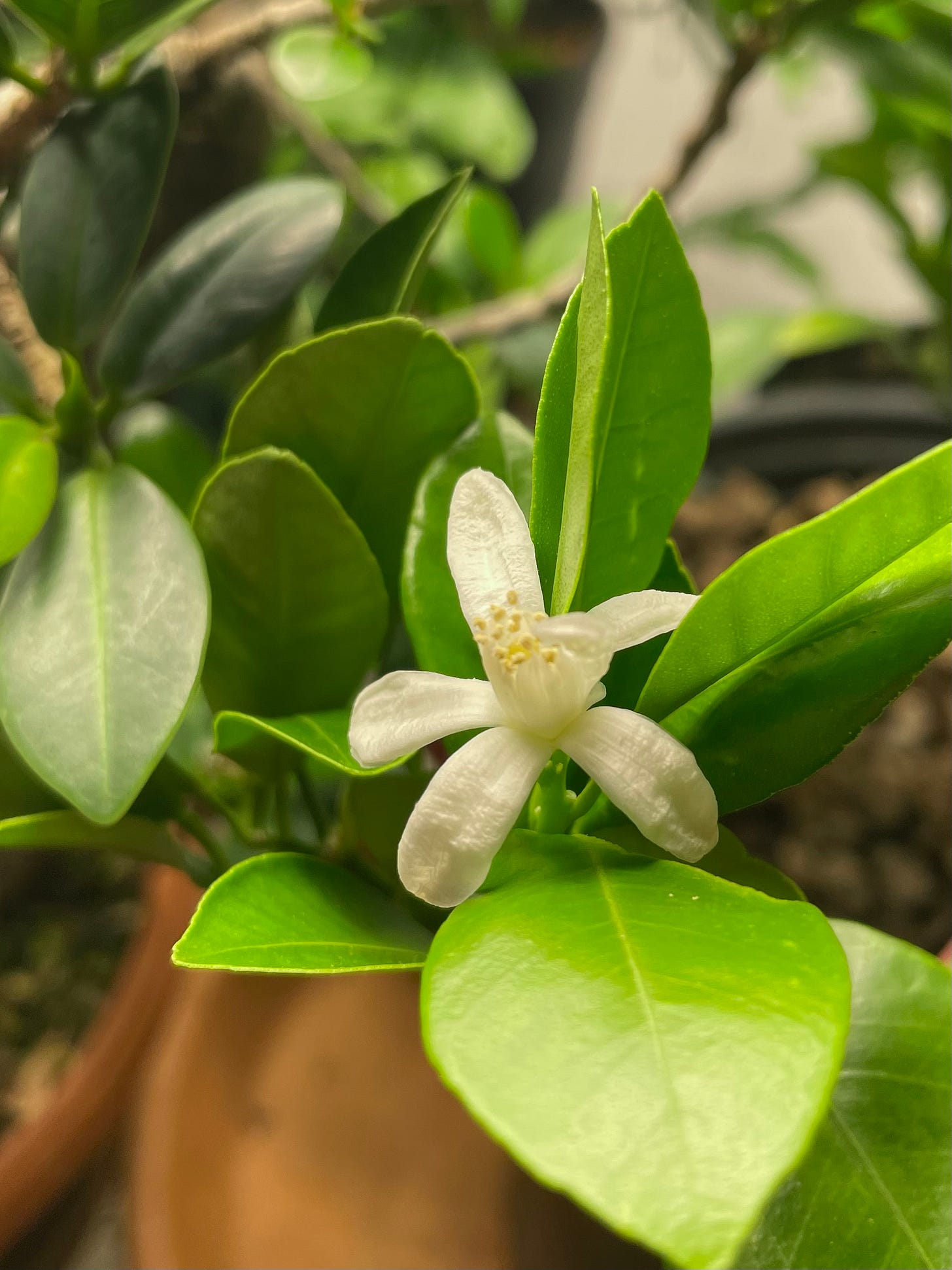 ID: Photo of calamansi citrus blossom.