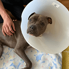 Deciding to foster with our fear-reactive resident dog