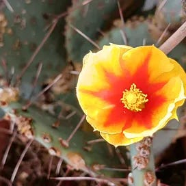 Notes from the Beautiful Periphery