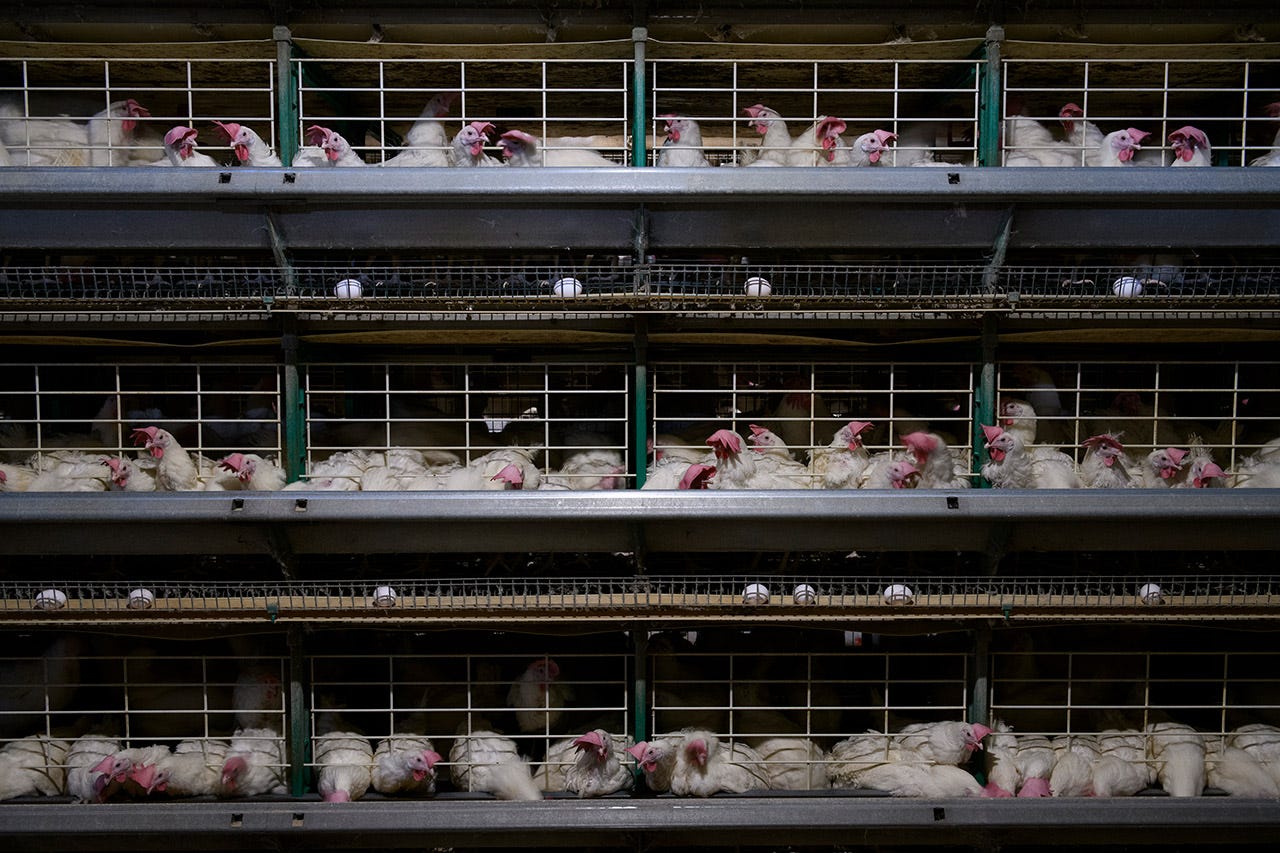Gallinas explotadas para la puesta de huevos bajo el sistema de jaulas que exige la DIRECTIVA 1999/74/CE. 2021.