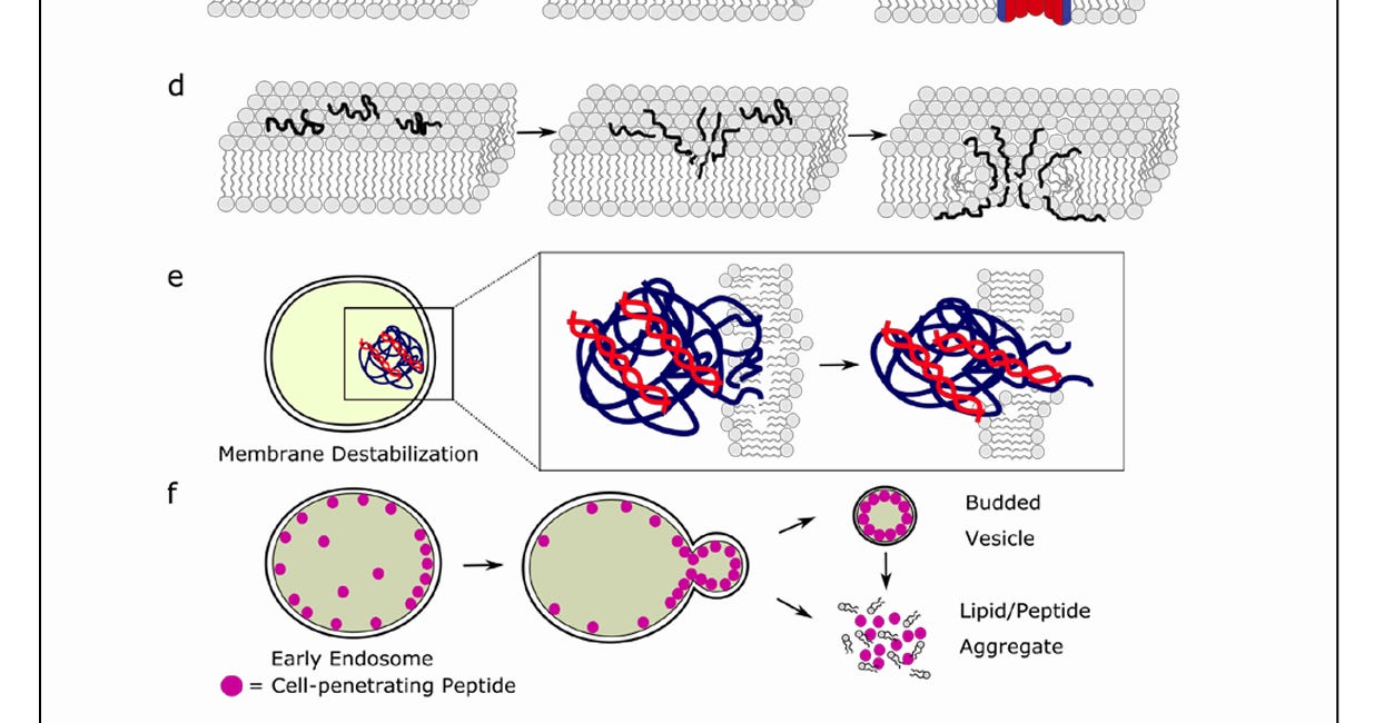 Wie entkommen die LNPs aus den Endosomen? (Endosomal Escape)