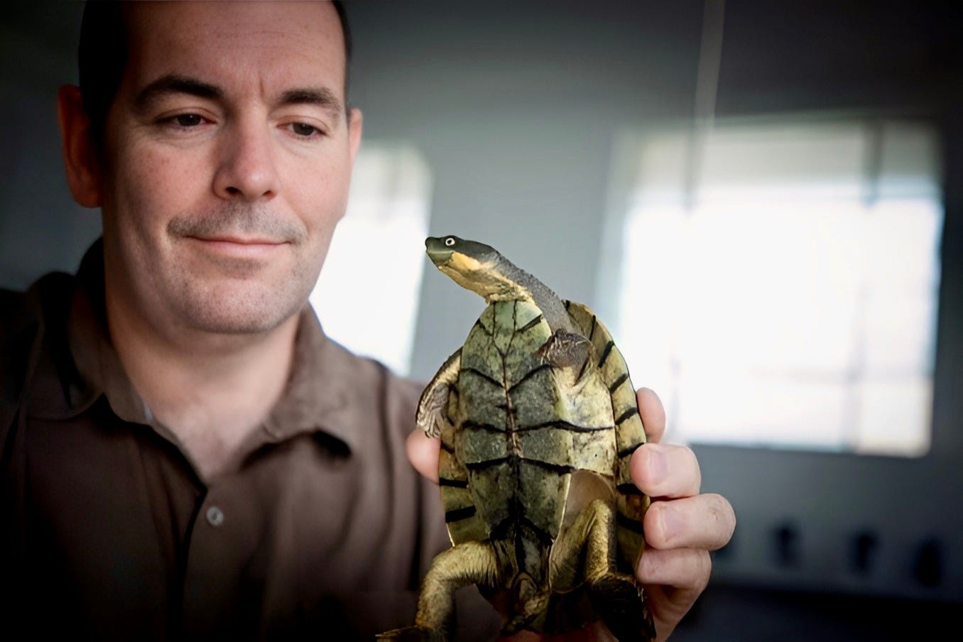 1 million turtles project 1 million turtles project