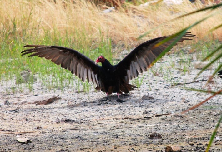 Turkey vulture Turkey vulture