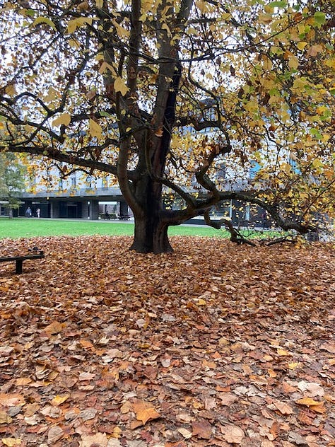 Red leaves in foreground over the river; distant view of Kings Chapel; carpet of leaves under a big tree; English Faculty sliding door; entrance to SIdgwick Buttery; sign at entrance to Petty Cury, a pedestrian street in central Cambridge