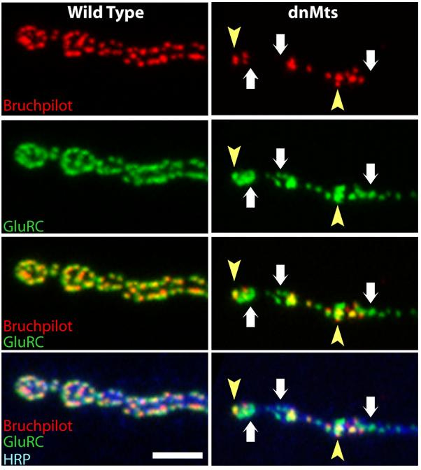 Glutamate synapse localization
