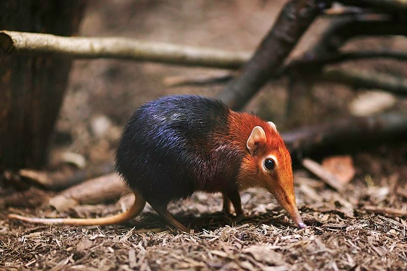 File:Rhynchocyon petersi from side.jpg