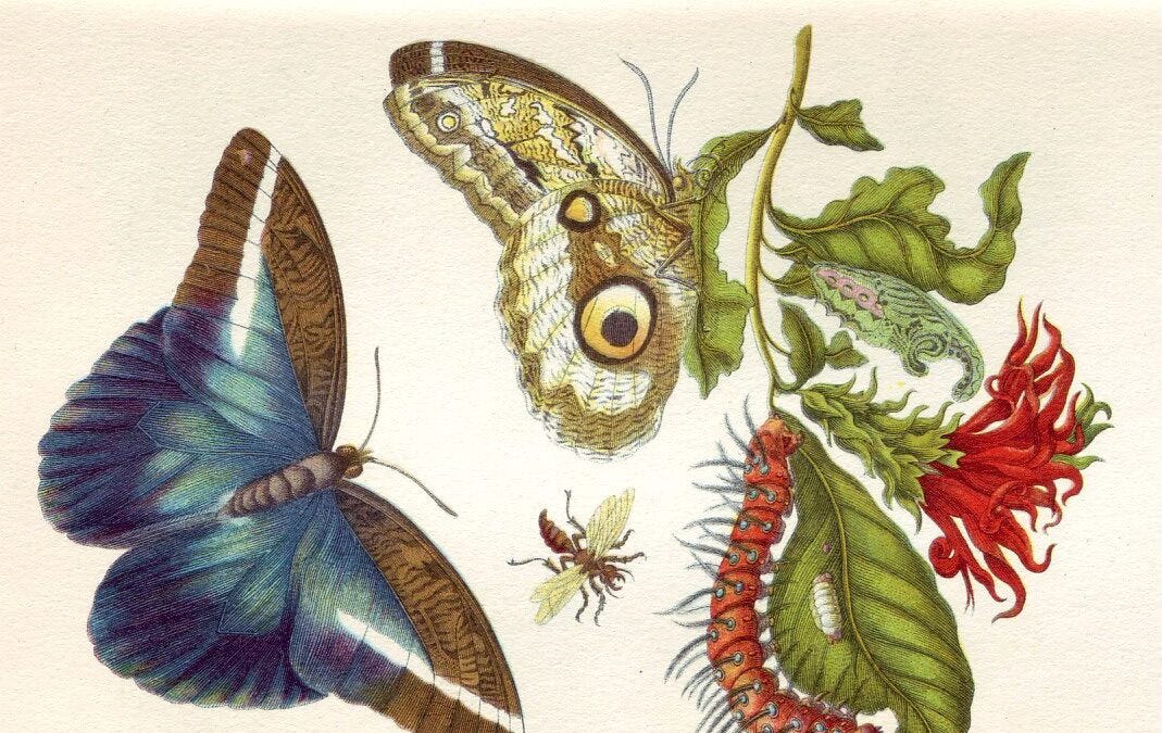 MNAS #7: Maria Sibylla Merian - by Giselly da IlustraAgro