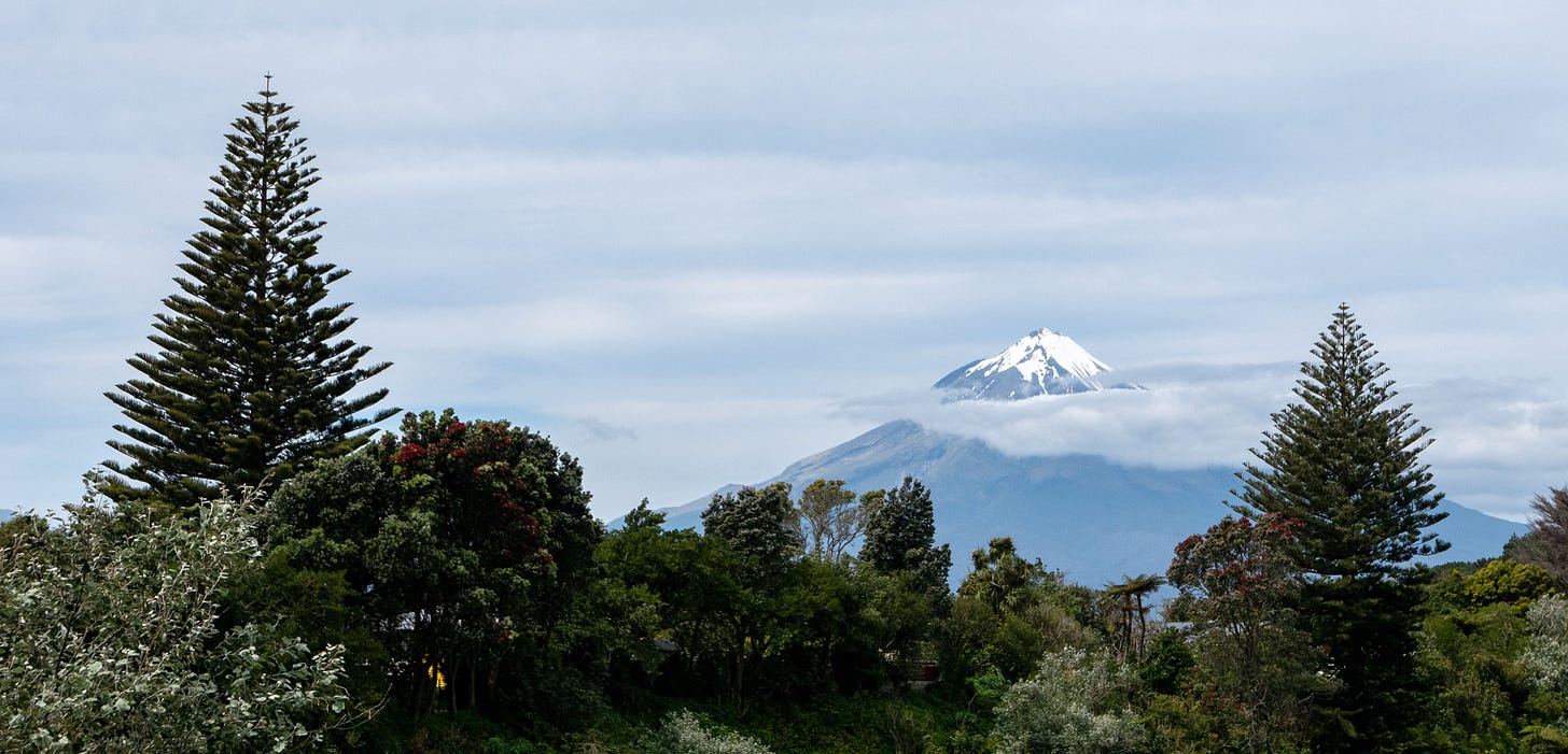 A cone-shaped volcano rising in the distance, between two Norfolk Island pines