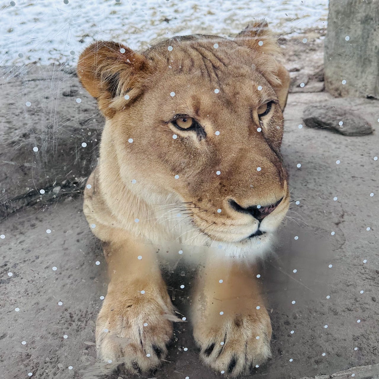 The Lioness Archive’s Substack