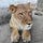 The Lioness Archive’s Substack
