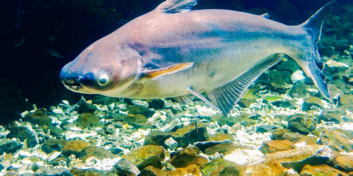 Pangasius: The Cheap Catfish Taking Over Supermarkets and Sushi Restaurant Chains in Japan