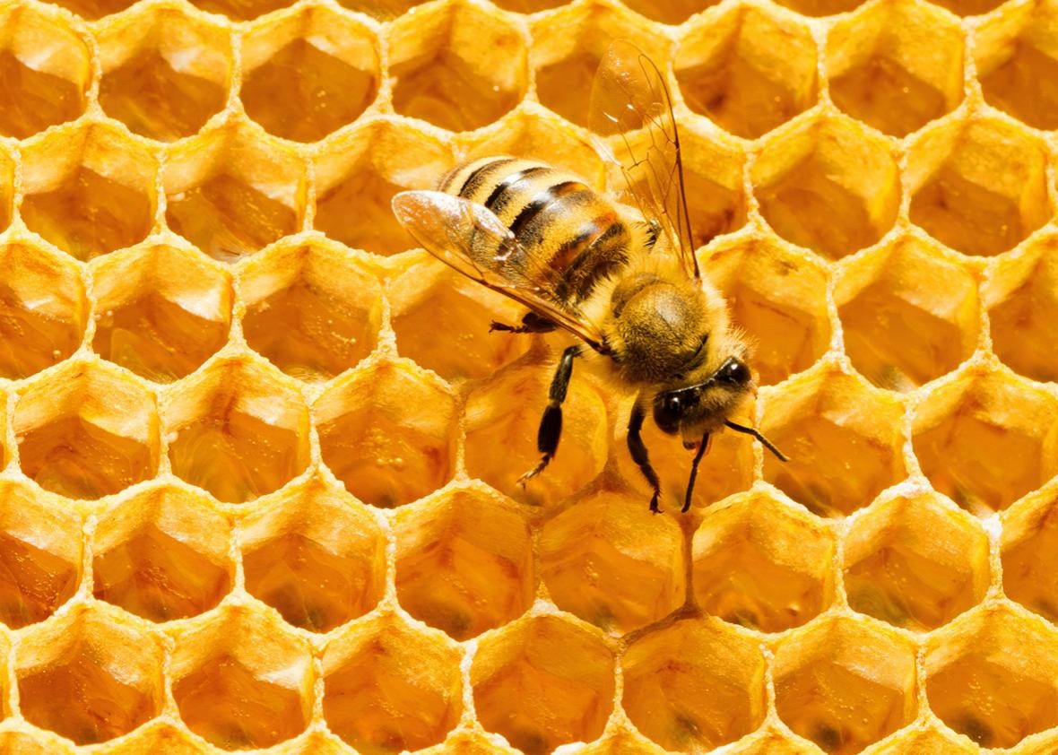 Honeycomb