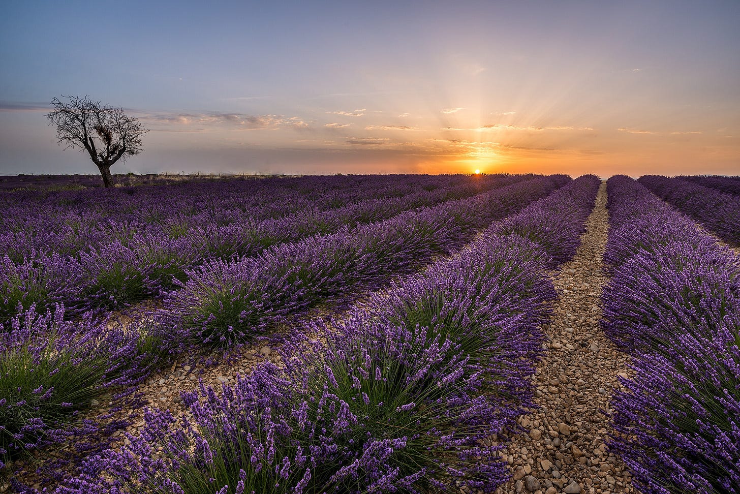 Valensole Plateau