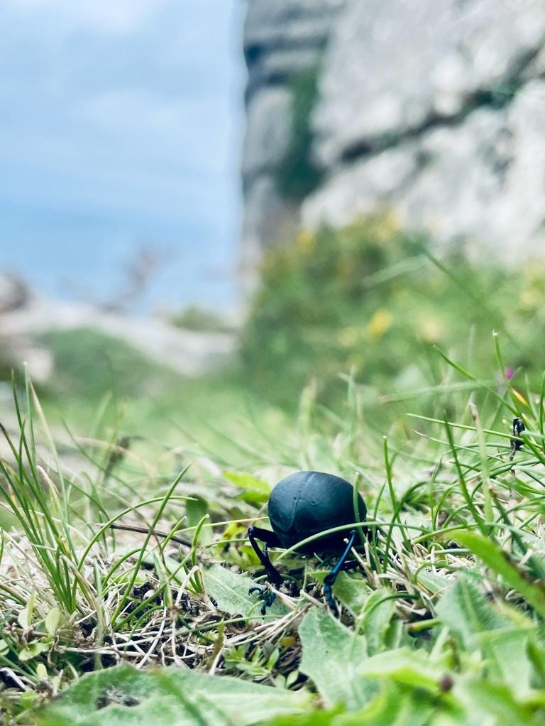 Close-up rear view of a bloody-nosed beetle among blades of grass, with rocks and the sea in the distance.