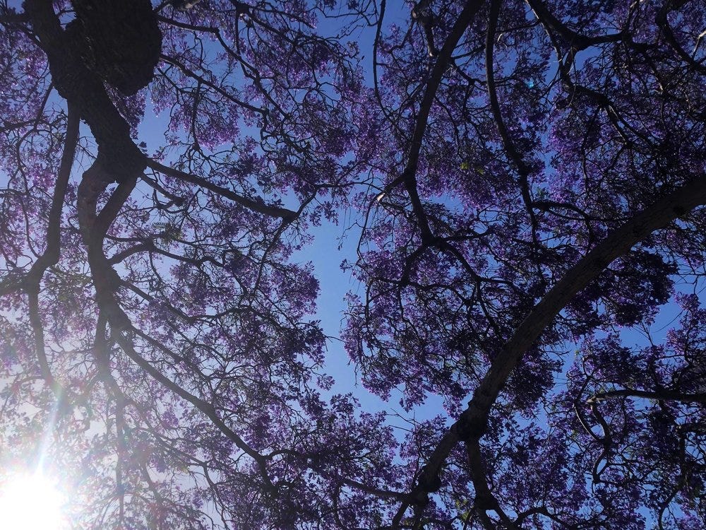 muunie beard creative life coach trees connection to pleasure