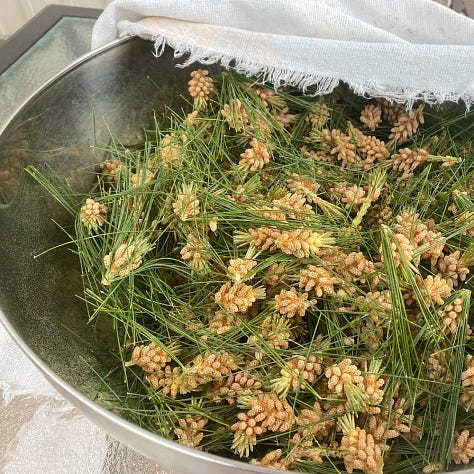 Pine pollen, gardenias, lucious lawn, raising teenage chickens, buidling vegetable beds