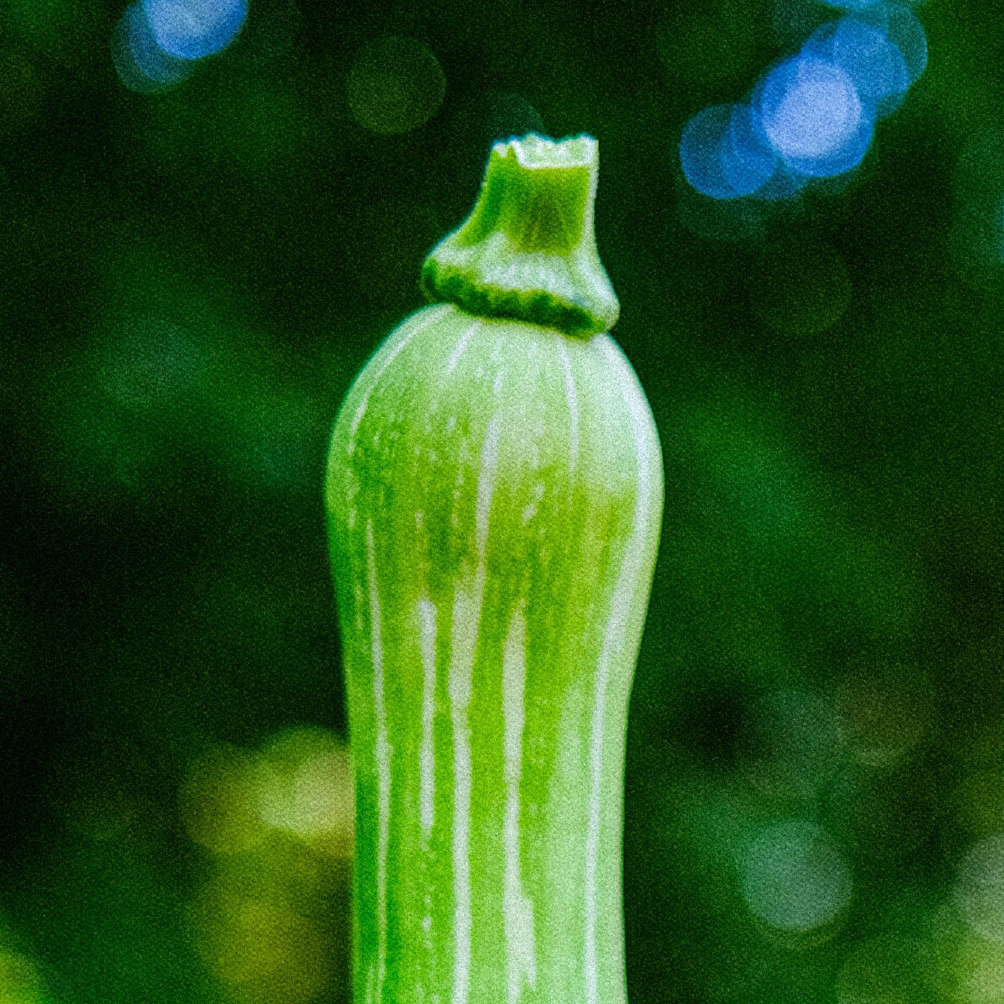 Closeup of the tip of a tromboncino squash. Closeup of the tip of a tromboncino squash.
