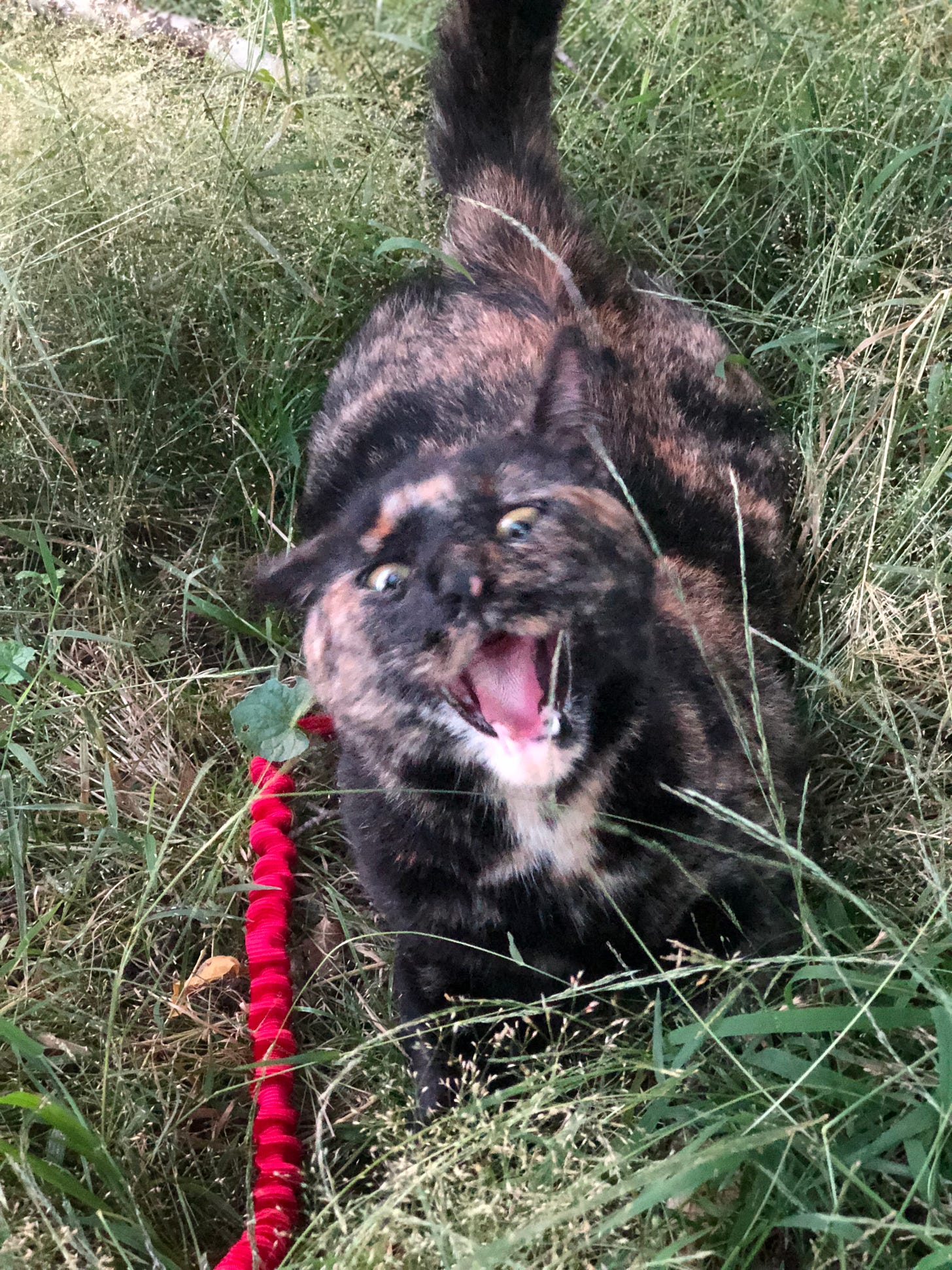 a cat resisting being on a leash