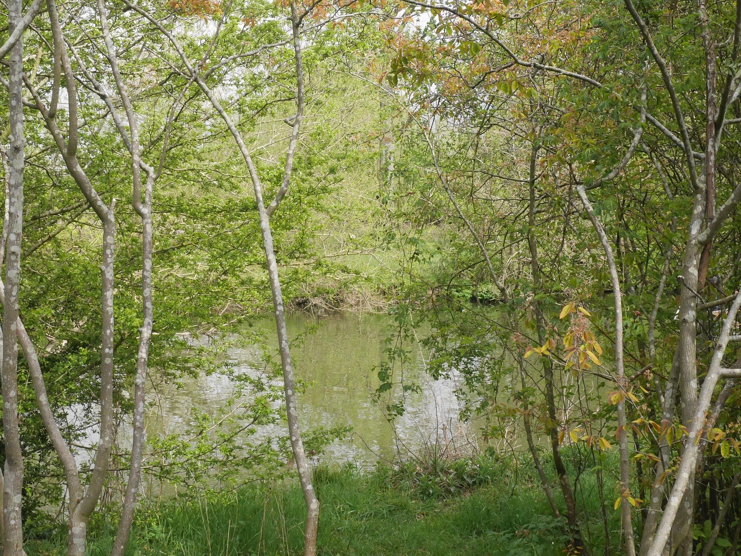 The Wind in the Willows