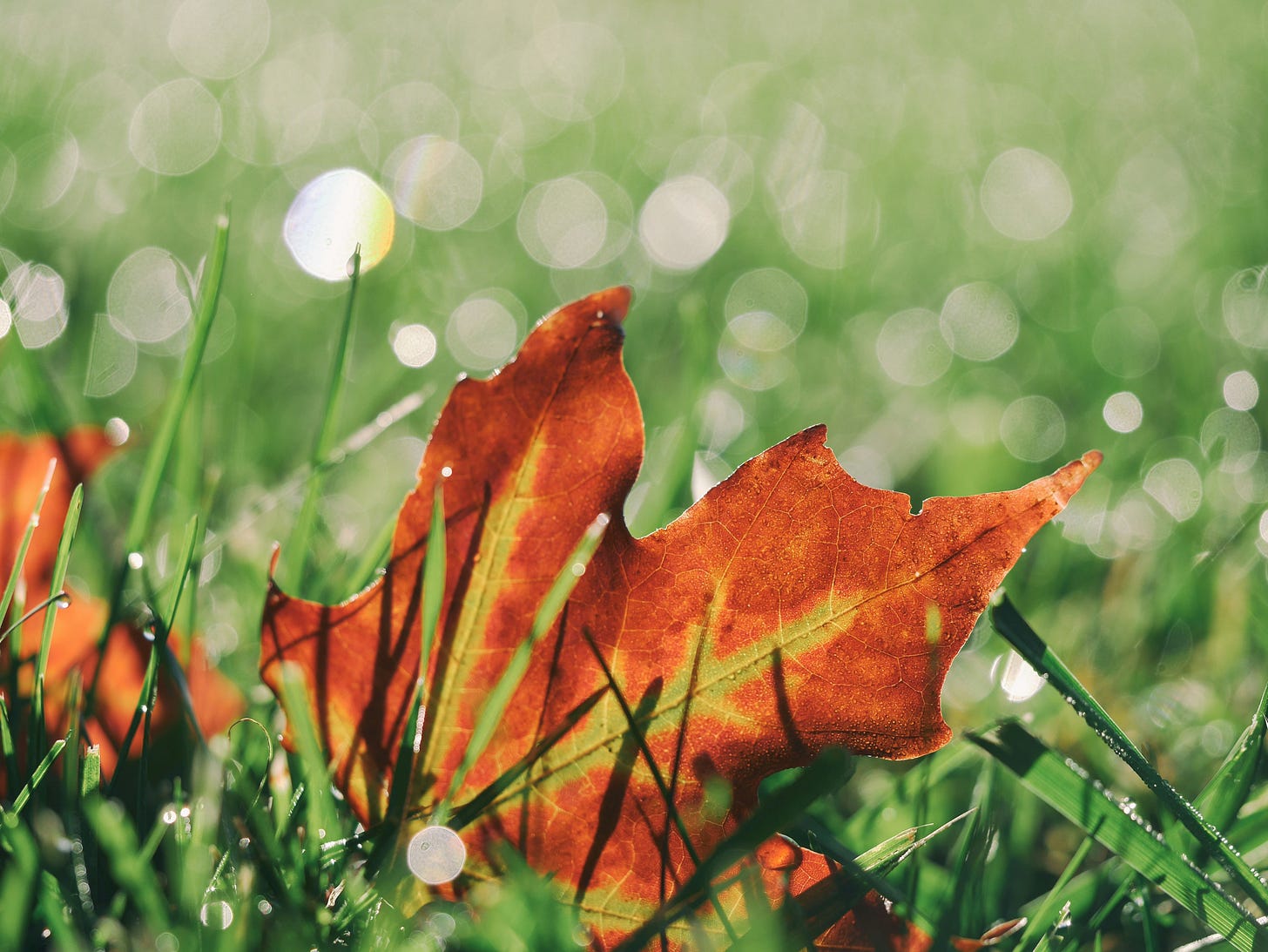 Rusty autumn leaf on green grass with faded green background.