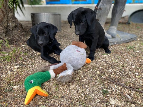 Black labrador puppies and people