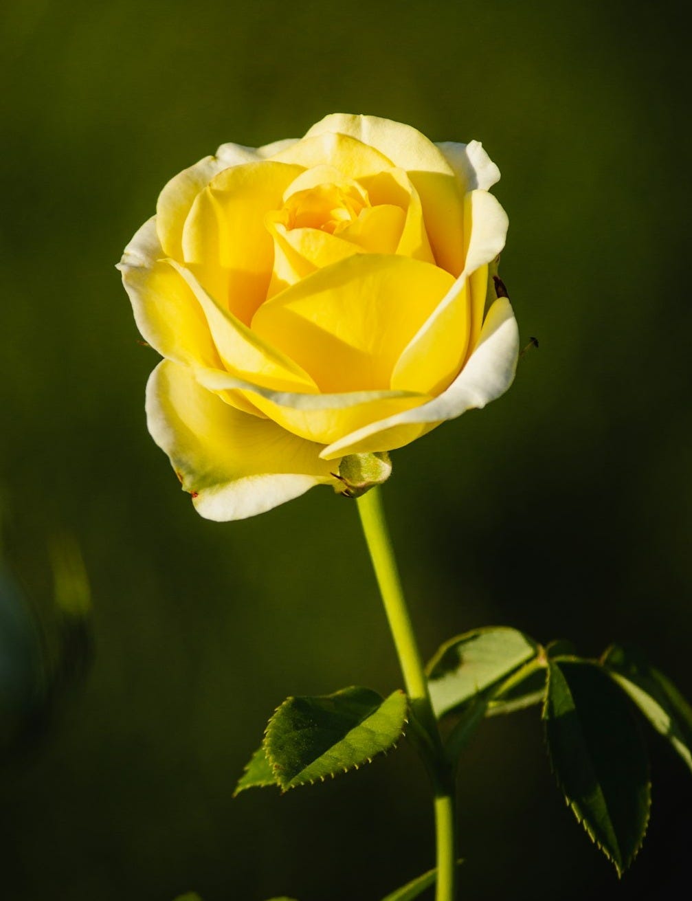 yellow rose in bloom during daytime yellow rose in bloom during daytime