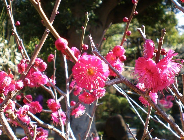 Plum Blossom at Ikegami Baien Plum Blossom at Ikegami Baien