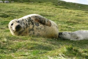 The Atlantic grey seal nurses its young for only 17 days. This means that the milk must be packed with good stuff to quickly prepare the seal pup for a tough life at sea. Researchers have analysed seal milk and discovered many new types of milk sugar.