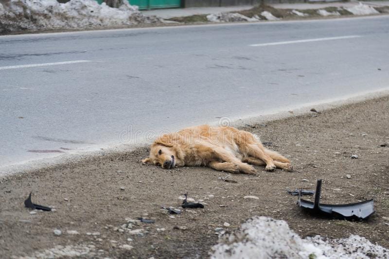 Dead Dog Car Photos - Free & Royalty-Free Stock Photos from Dreamstime
