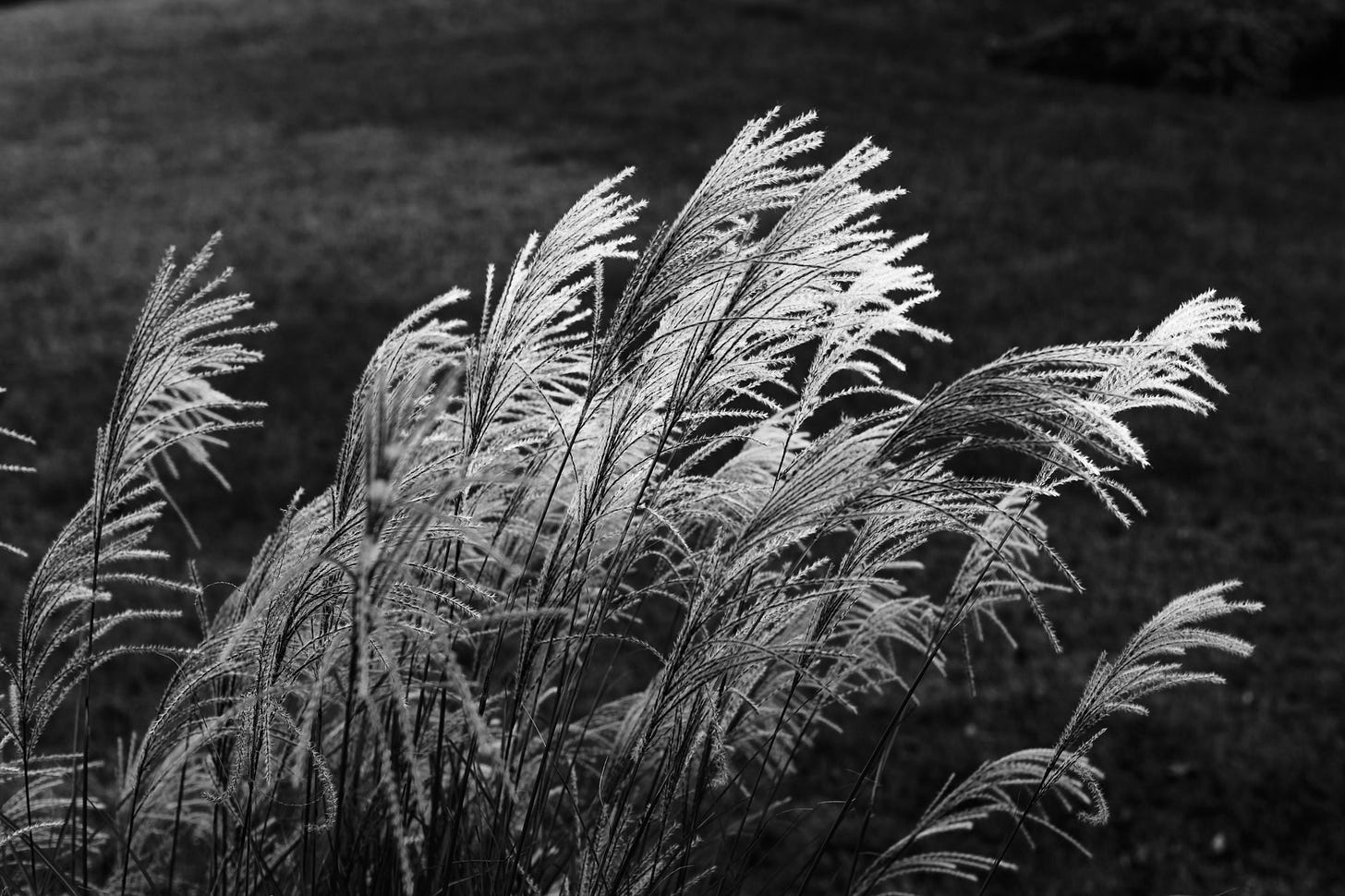 Canon 50mm 1.2 black and white shot Canon 50mm 1.2 black and white shot