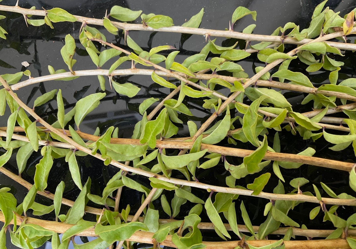 Long thorny stems and green oval elaves of goji